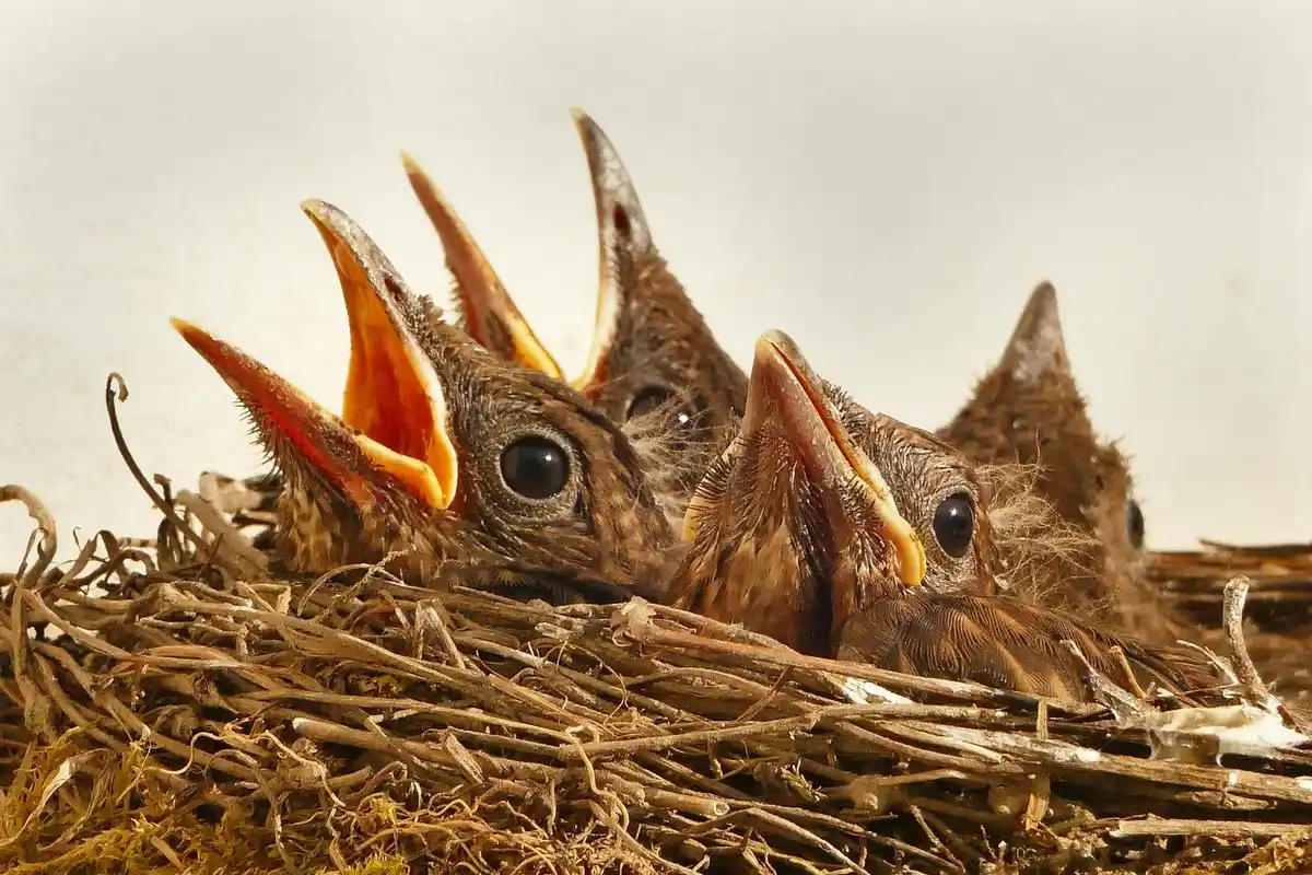 Three hungry baby birds with open beaks in a nest.