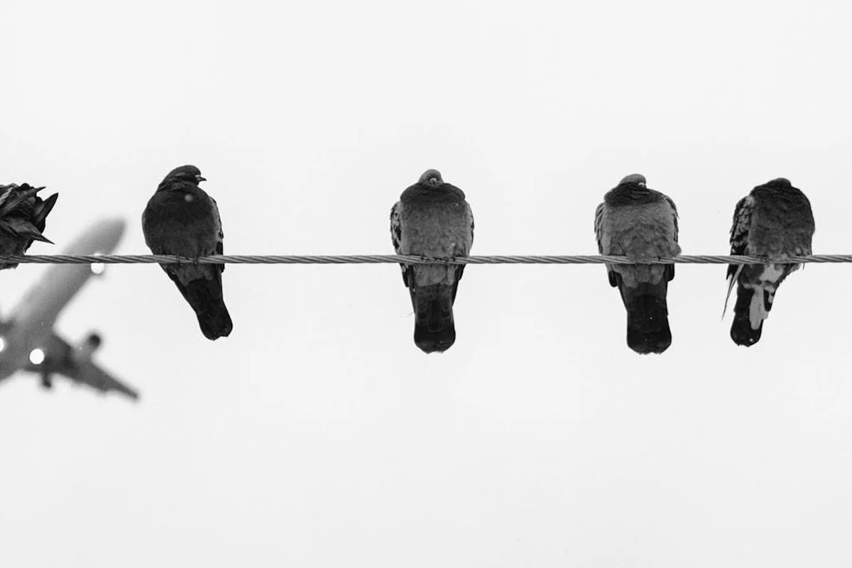 Black-and-white photograph of five small birds perched on a single wire against a light sky.