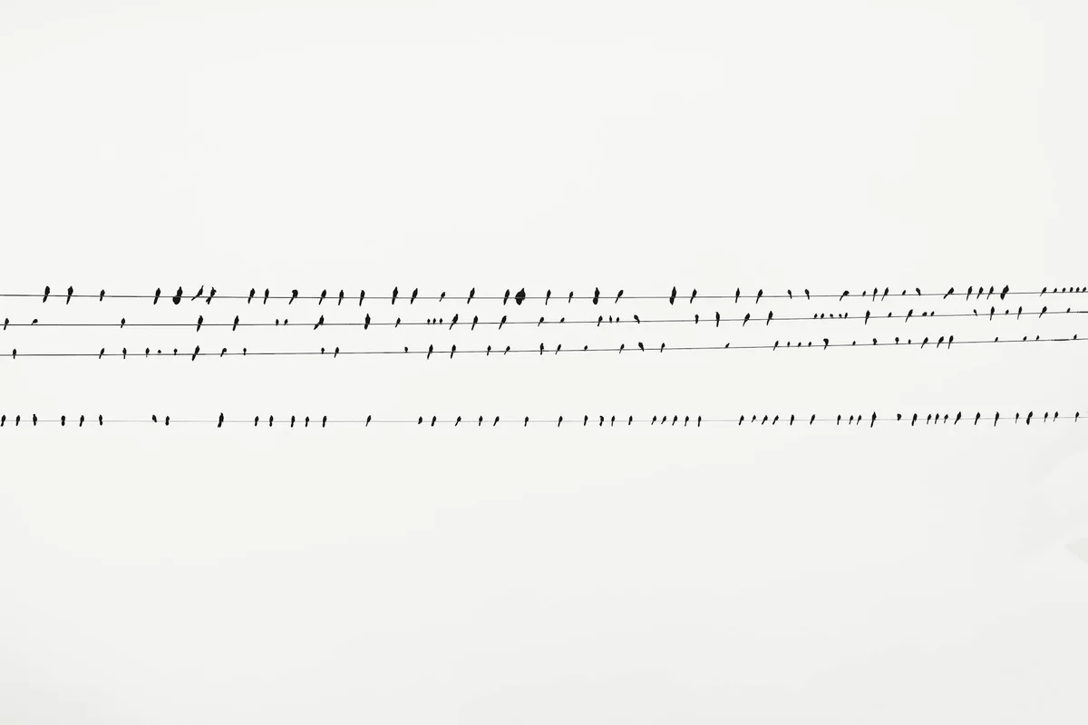 A flock of small birds perched along several power lines against a pale, featureless sky.