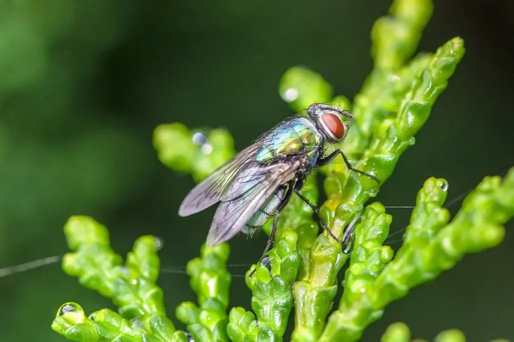 How Do I Get Rid of a Fly Infestation in My Garage?