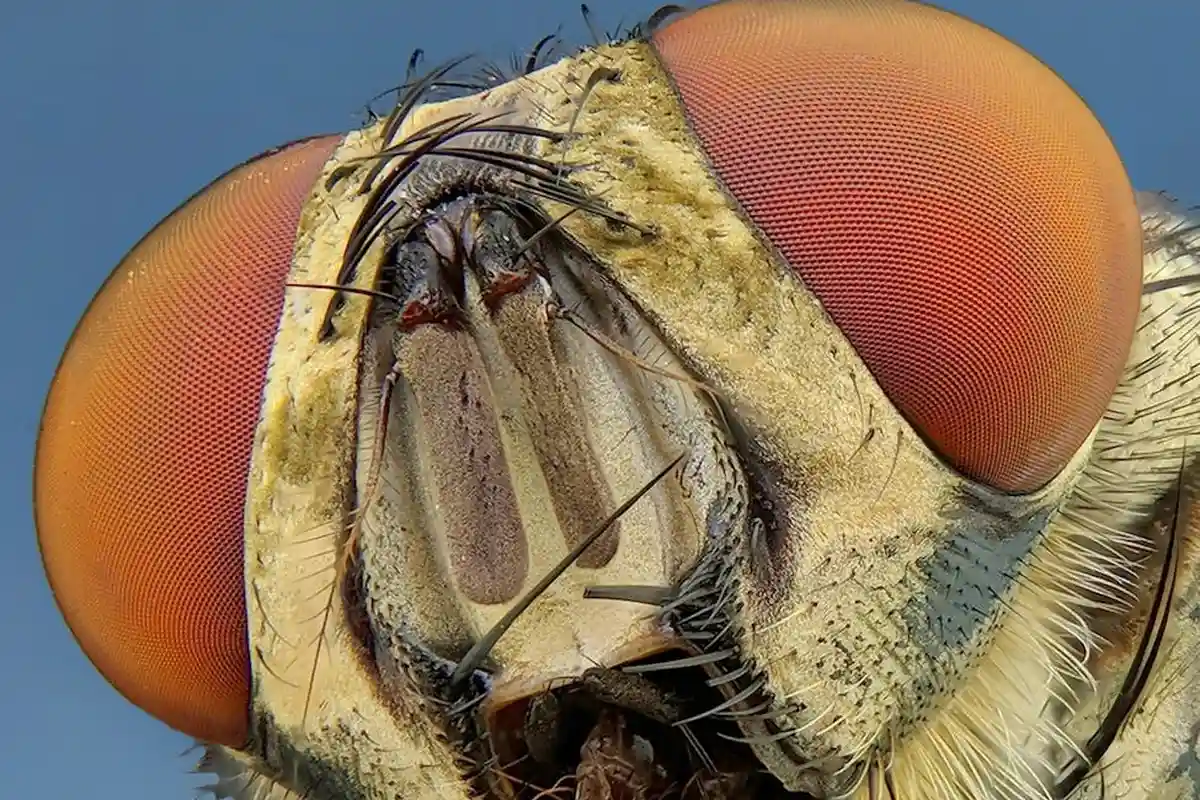 Macro close-up of a fly's head with bright red eyes