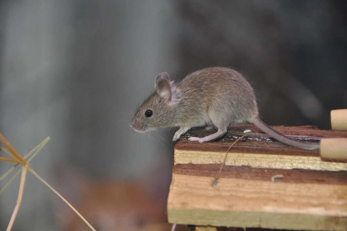 A small brown mouse perched on a stack of wood in a garage, illustrating a potential entry point for pests.