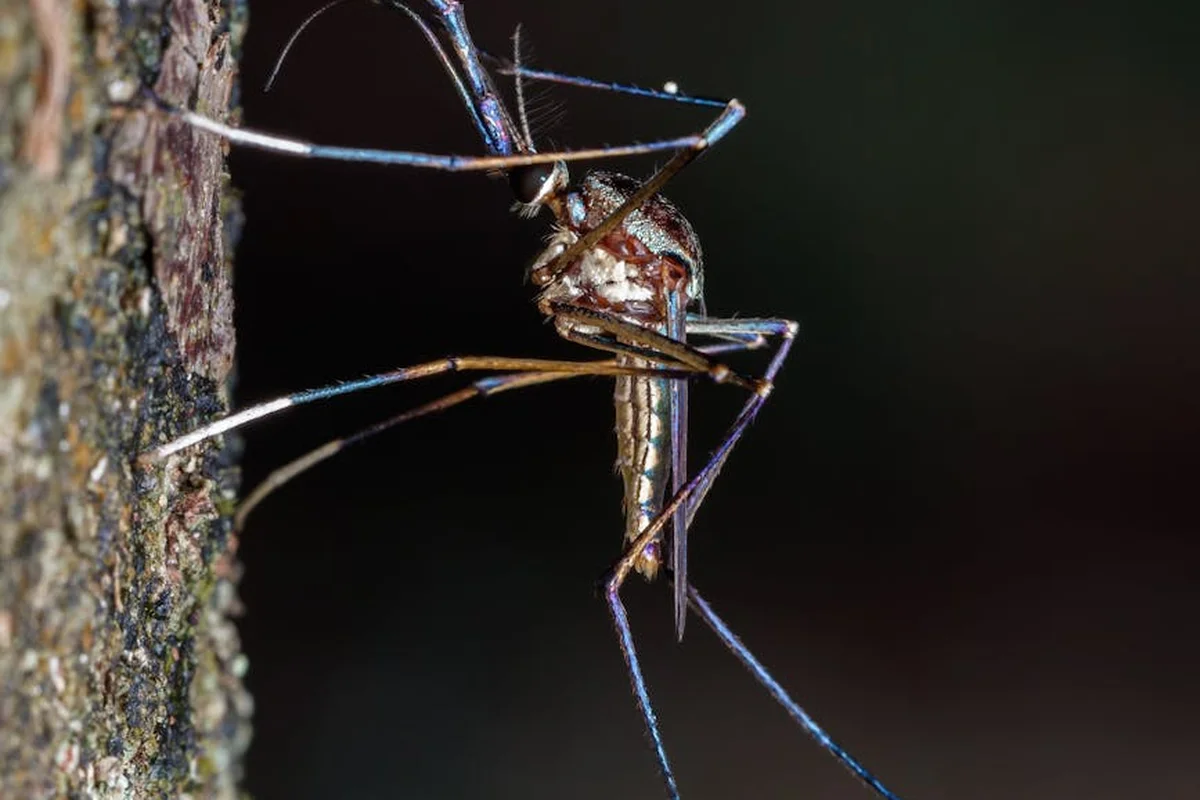 Macro image of a mosquito perched on rough tree bark, showing long legs and slender body.