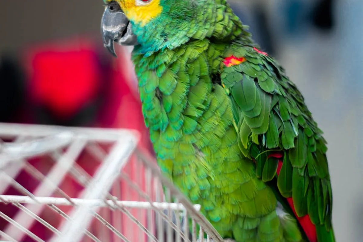 A vibrant green parrot perched beside a white cage in a garage.