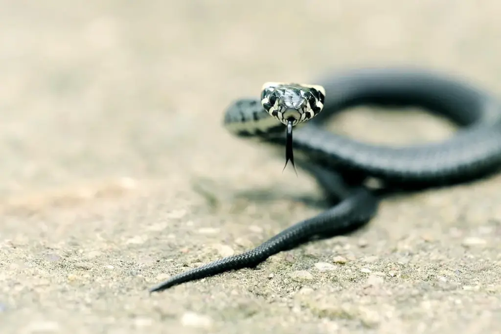 How Can I Safely Remove Snakes from My Garage?