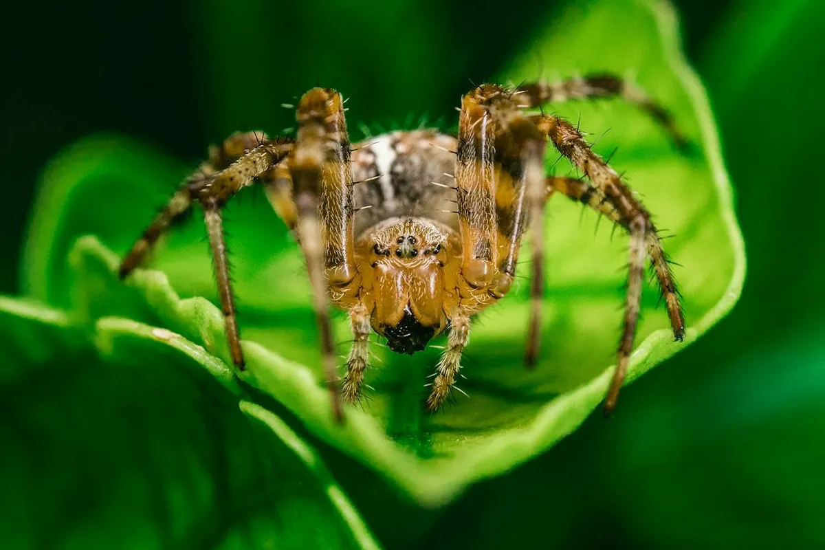 Close-up of a brown spider with long legs on a bright green leaf