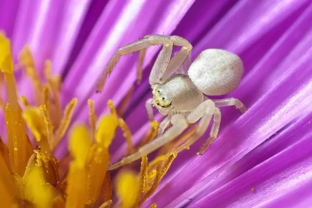 How Do You Get Rid of Spiders in Your Garage?