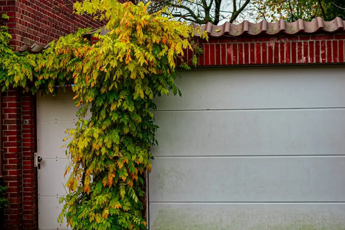 White sectional garage door with a green-yellow climbing plant along the left side, adjacent to a brick wall.