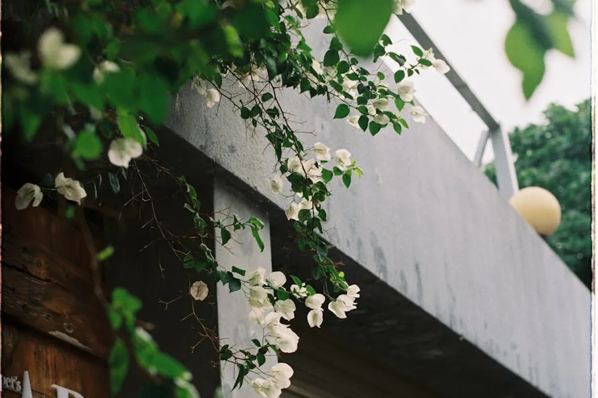 White flowering vines climb over a gray concrete structure beside a garage, with green leaves and a hint of a rounded light fixture in the background.